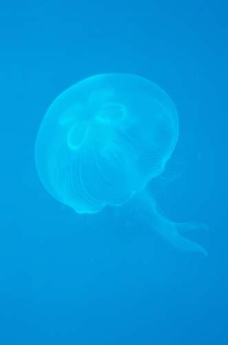 sea life blue jellyfish illustration animal